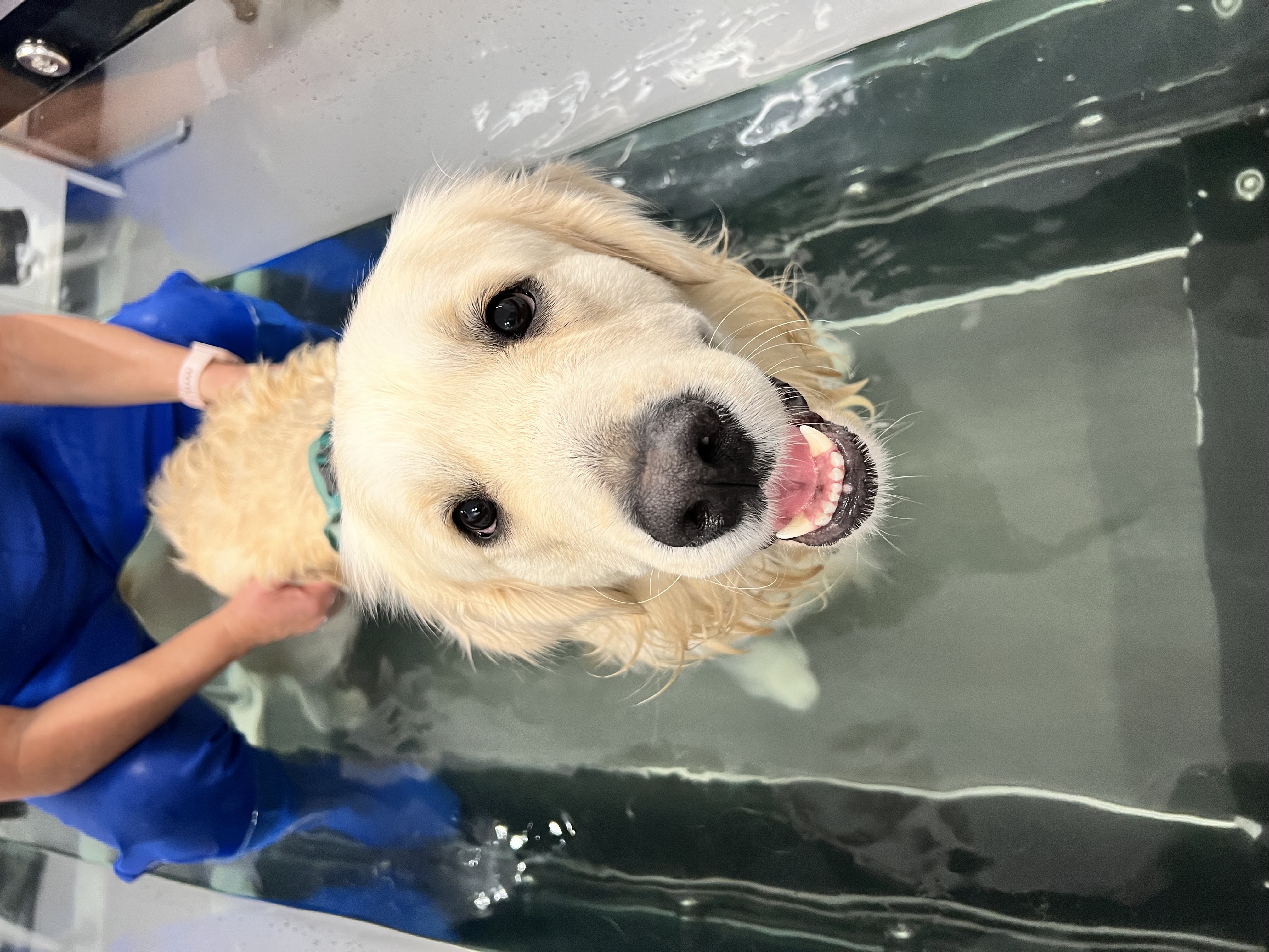 Aquatic Canine Therapy Ltd